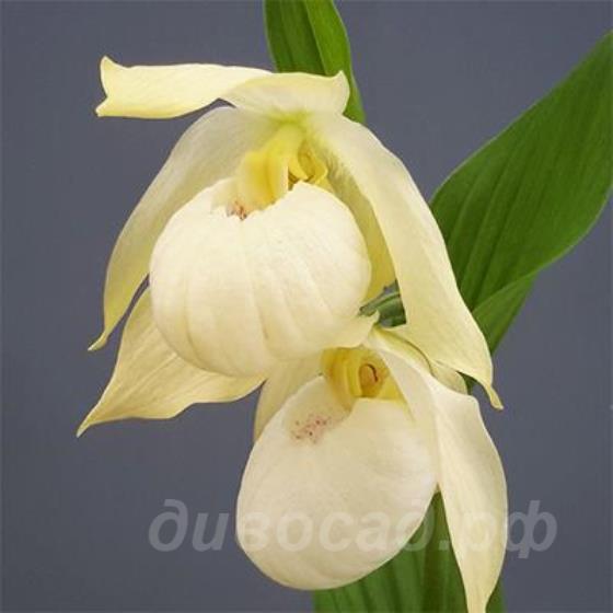 (macranthos x segawai), cypripedium Bernd Pastel 