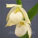 (macranthos x segawai), cypripedium Bernd Pastel 