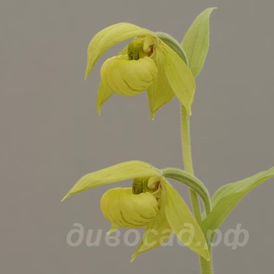 ����������� henryi