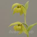 ����������� henryi