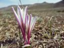 Colchicum kesselringii