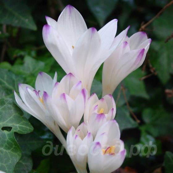 Colchicum Innocence