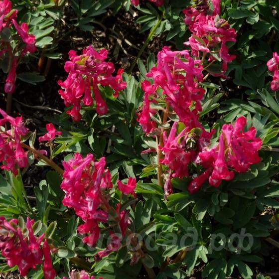 Corydalis solida �Cantate�