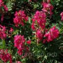 Corydalis solida �Cantate�