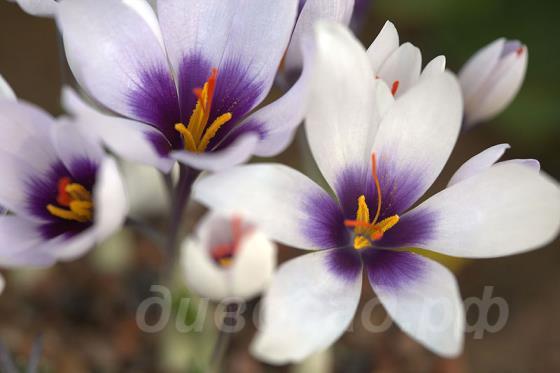 Crocus mathewii