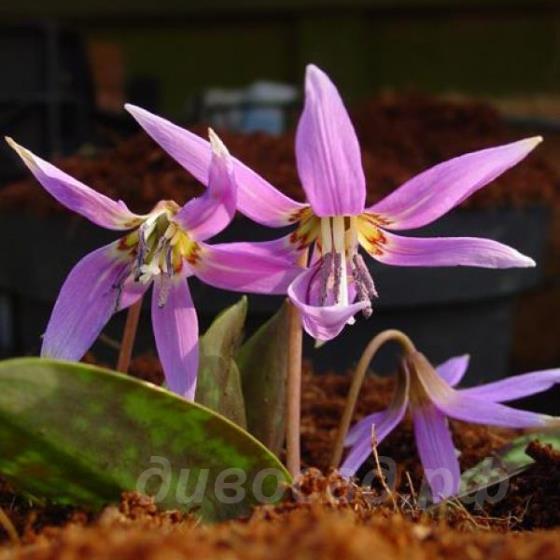 Erythronium denscanis �Frans Hals�