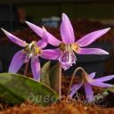 Erythronium denscanis �Frans Hals�
