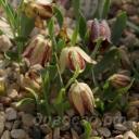 Fritillaria crassifolia subsp. crassifolia 
