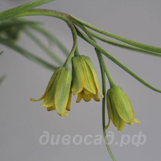 Fritillaria frankiorum