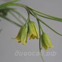 Fritillaria frankiorum