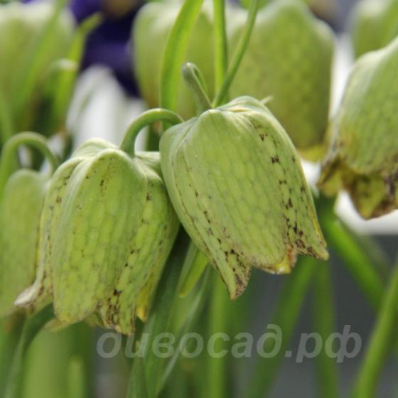 Fritillaria whittallii �Greenlight�