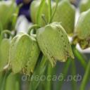 Fritillaria whittallii �Greenlight�