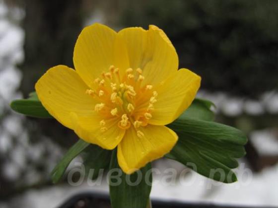 Eranthis hyemalis Orange Glow