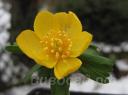 Eranthis hyemalis Orange Glow