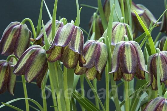 Fritillaria olivieri