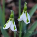 Galanthus South Hayes