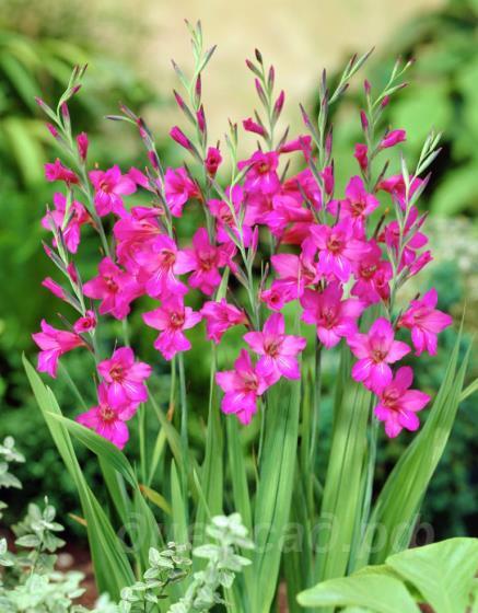 Gladiolus communis subsp. byzantinus