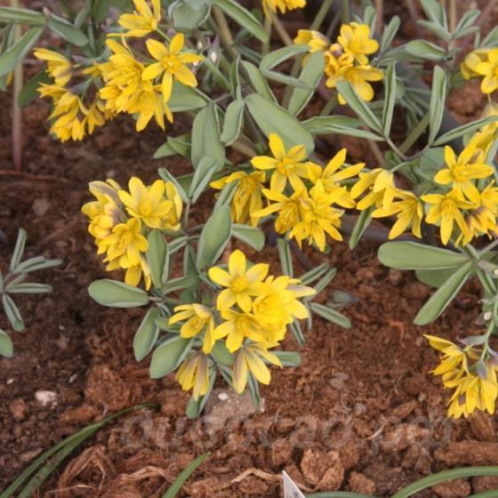 Gymnospermium darwasicum