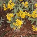 Gymnospermium darwasicum