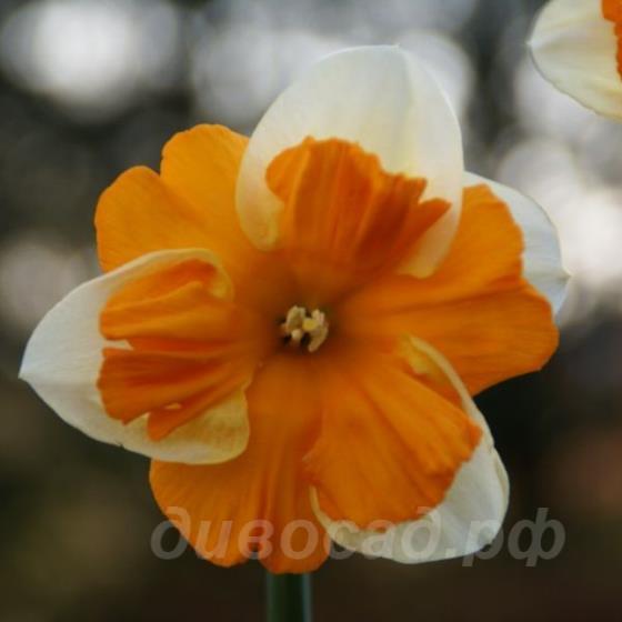 Narcissus Centannees