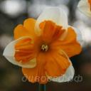 Narcissus Centannees