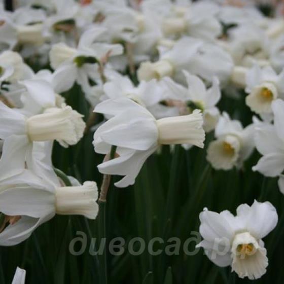Narcissus Emcys