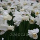 Narcissus Emcys