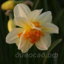 Narcissus Insulinde