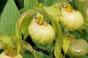 cypripedium Ursel