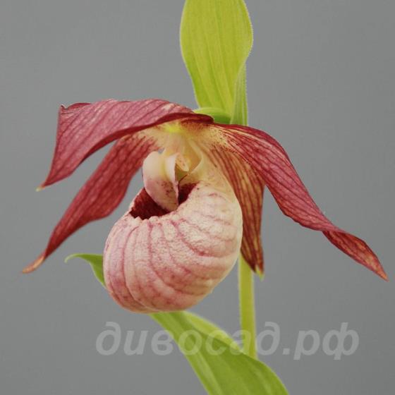 cypripedium Siggi