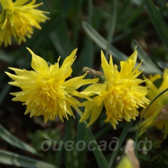 Narcissus Rip van Winkle