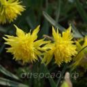 Narcissus Rip van Winkle