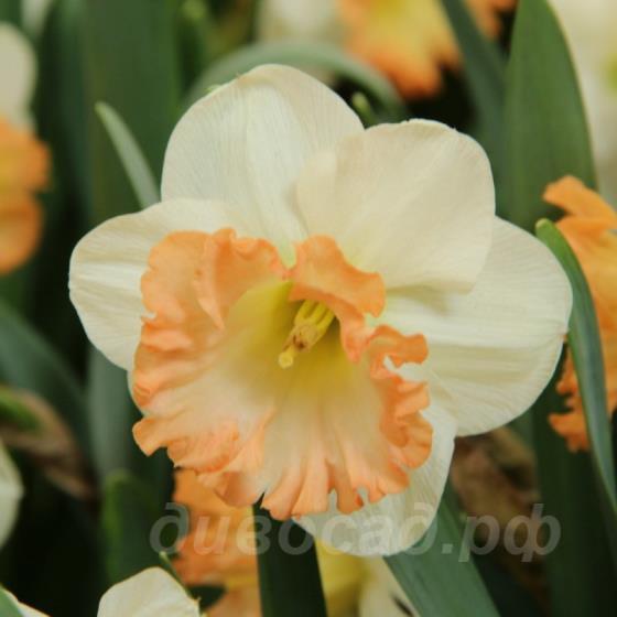 Narcissus Romy