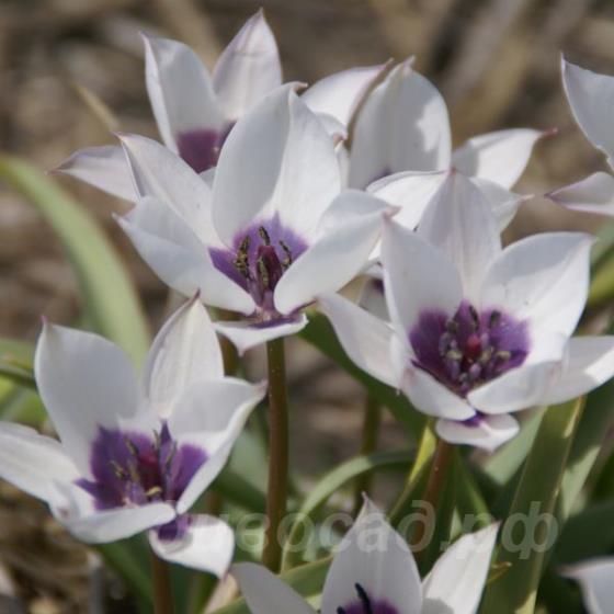Tulipa humilis var. pulchella Alba Coerulea Oculata