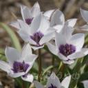 Tulipa humilis var. pulchella Alba Coerulea Oculata