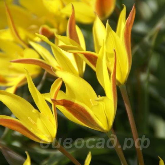 Tulipa kolpakowskiana