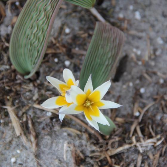 Tulipa regelii