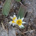Tulipa regelii