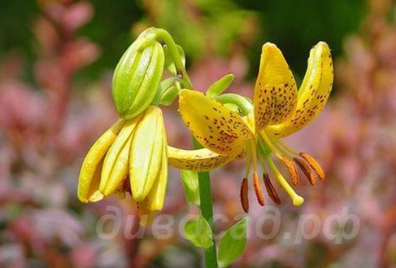 ����� ������� (L. hansonii)