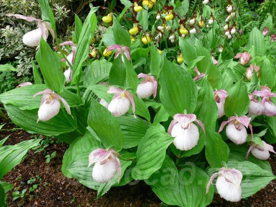 cypripedium frosch mix