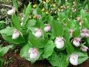 cypripedium frosch mix