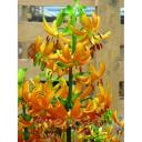 ����� ������� (L. hansonii)