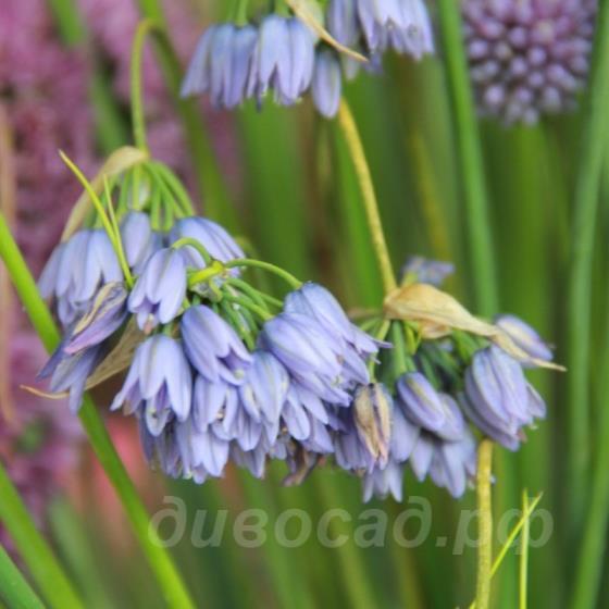 Allium beesianum
