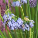 Allium beesianum