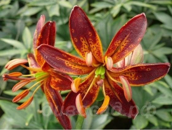 martagon Claude Shride