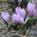 Colchicum hungaricum 'Valentine'