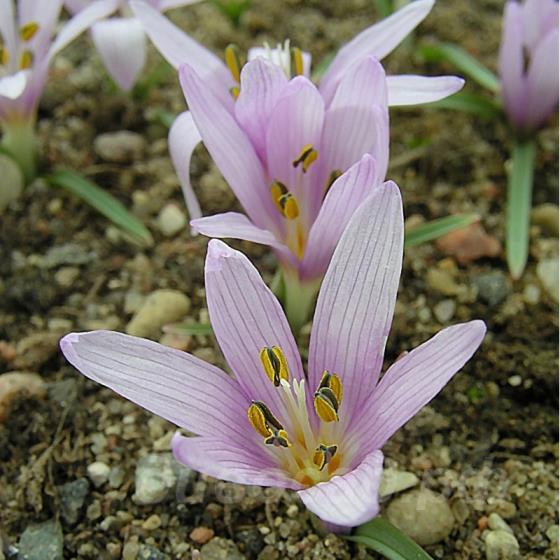 Colchicum munzurse