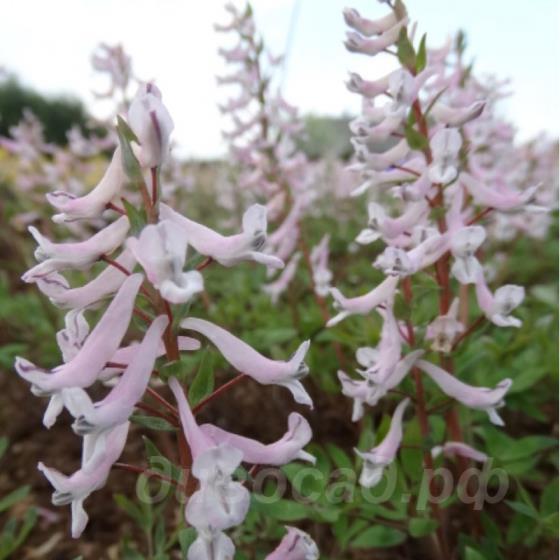 Corydalis glaucescens 'Early Beauty'