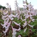 Corydalis glaucescens 'Early Beauty'