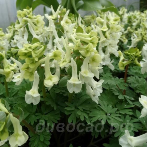 Corydalis vittae Goliath